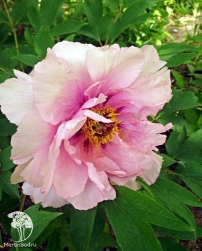 Фото Пион древовидный Бенитидори