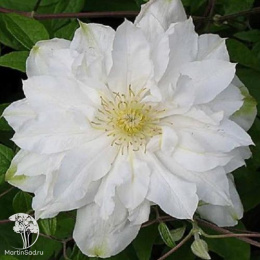 Клематис Исаго