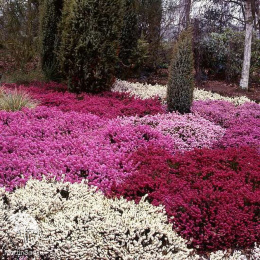 Статице Вересковый сад (вид: выемчатый, густо-розовый)