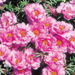 Портулак Иллюзион розовый