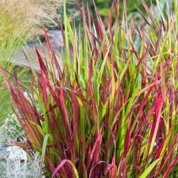 Императа цилиндрическая