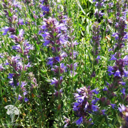 Иссоп лекарственный Аккорд