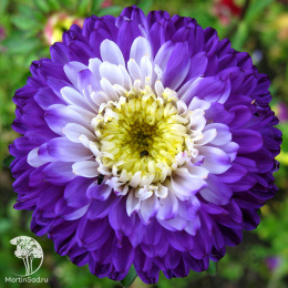 Астра помпонная Превосходный Ракли