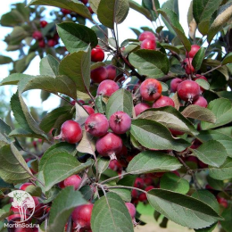 Сверхвыгодный комплект! Яблоня Байя Мариса + опылитель яблоня Райка