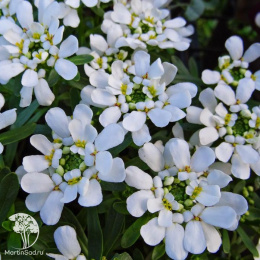 Иберис вечнозеленый Тахои