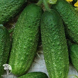 Огурец Зеленая лавина