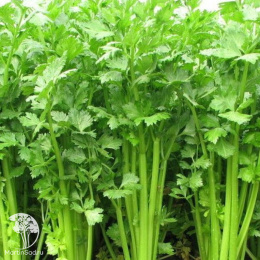 Сельдерей листовой Парус