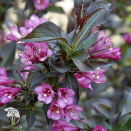 Вейгела цветущая Александра