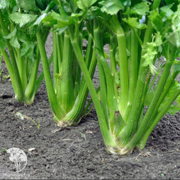 Сельдерей черешковый Малахит