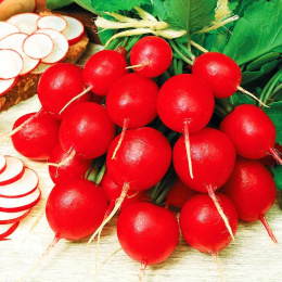 Редис Глориет F1 (Саката)