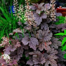 Гейхера Плам Каскад