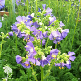 Синюха северная Хэвенли Хэбит