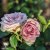 Роза Тиара фото 1 