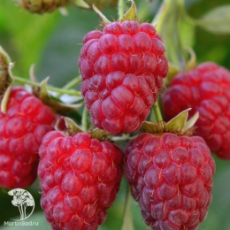 Малина Татьяна