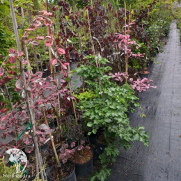 Бук лесной Аннис Рохан Сентри