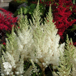 Астильба Арендса Вейси Глория