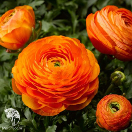 Лютик (Ранункулюс) Цветущая долина оранжевая F1 пробирка, серия Эксклюзив Саката Н21