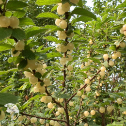 Вишня войлочная Сновит