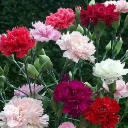 Гвоздика Гренадин Комплимент (Ароматный сад)