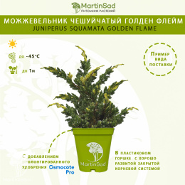 Можжевельник чешуйчатый Голден Флейм