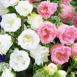 Колокольчик Искушение, смесь окрасок