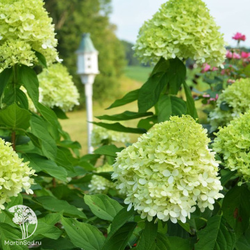 Фото Гортензия метельчатая Гарденлайт Гринлайт