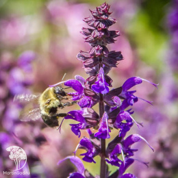Шалфей лекарственный Перпл Бьюти