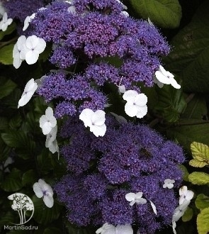 Фото Гортензия шершавая Макрофилла