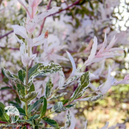 Ива хакуро-нишики 3шт.