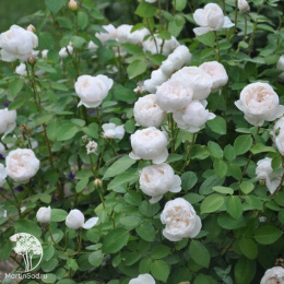 Роза Гламис Кастл