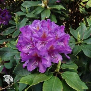 Фото Рододендрон гибридный Лии'с Дарк Пёрпл