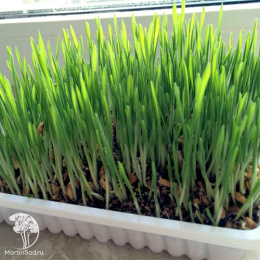 Трава для собак Дружок