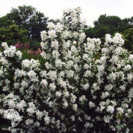 Чубушник Комсомолец