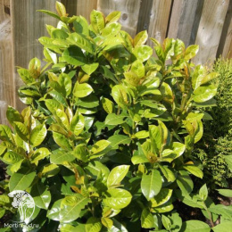 Лавровишня обыкновенная Ани