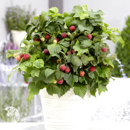 Малина карликовая Бонбонберри Ямми