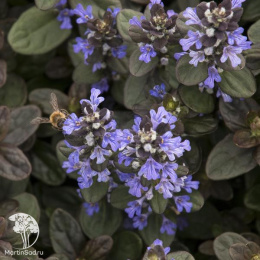 Живучка ползучая Шоколад Чип