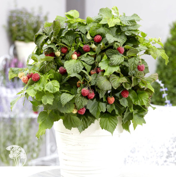 Фото Малина карликовая Бонбонберри Ямми