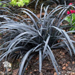 Офиопогон плоскострелый Нигресенс