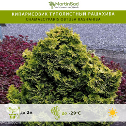 Кипарисовик туполистный Рашахиба