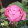 Роза чайно-гибридная Дип Ватэ фото 1 