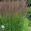 Молиния голубая Кармазен фото 1 
