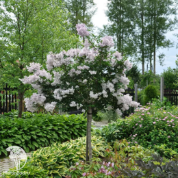 Сирень обыкновенная Красавица Москвы на штамбе