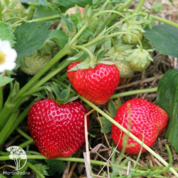 Земляника Гигантелла Максим