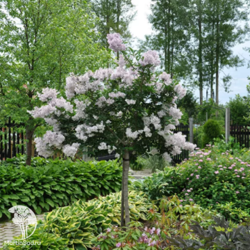 Фото Сирень обыкновенная Красавица Москвы на штамбе