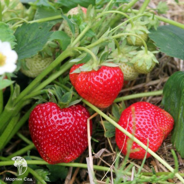 Фото Земляника Гигантелла Максим