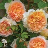 Роза английская парковая Батшеба фото 1 
