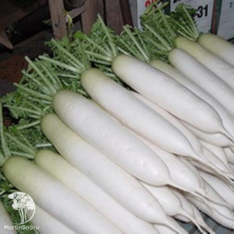 Дайкон Московский богатырь