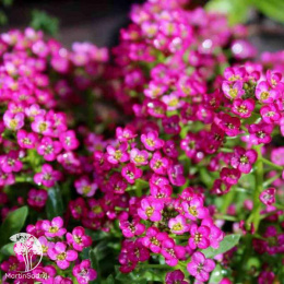 Лобулярия приморская (Алиссум) Вондерленд Дип Роуз