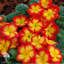 Примула Данова огненная F1, бесстебельн. Н21
