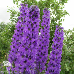 Дельфиниум Неаполь (однолетний, лиловый)